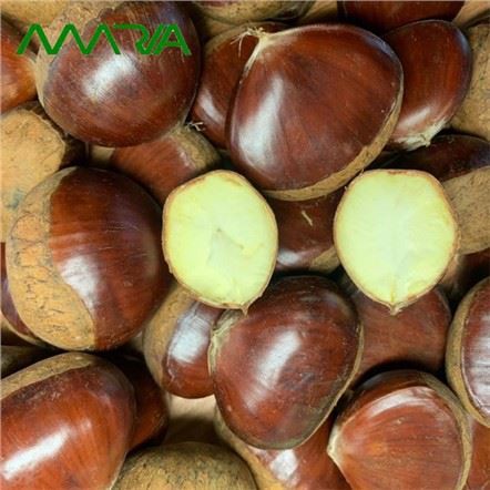 Kastanje 2022-avling